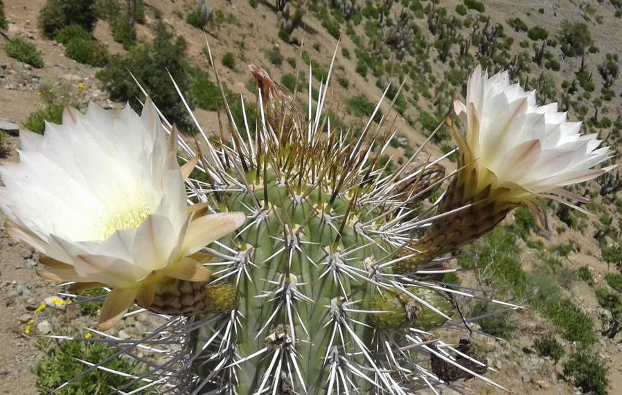 Trichocereus